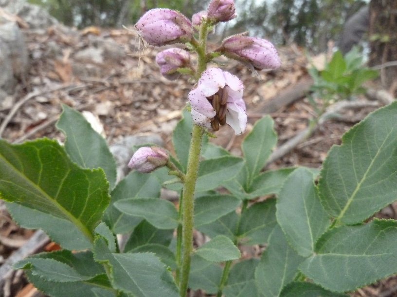 fiore rosa - Dictamnus albus